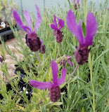 Purple flowers with green leaves in a garden setting