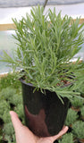 Potted lavender held by a hand with a blurred background