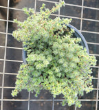 Thymus pseudolanuginosus Wooly Thyme - 4.5" Pots - Flat of 10