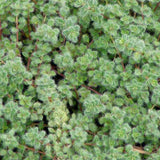 Thymus pseudolanuginosus Wooly Thyme - 4.5" Pots - Flat of 10