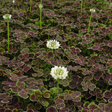 Trifolium repens 'Atropurpureum' - in 4.5 inch Pots - Flat of 10