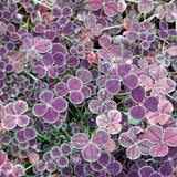 Trifolium repens 'Atropurpureum' - in 4.5 inch Pots - Flat of 10