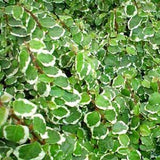 Variegated Creeping Fig - 4.5 inch Pots - Flat of 10