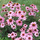 Echinacea 'Magnus'