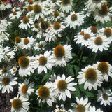 Echinacea purpurea 'White Swan'