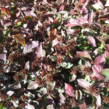 Hardy Plumbago - Ceratostigma fall color