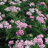 Achillea 'Oertel's Rose' soft pink flowers attracts butterflies