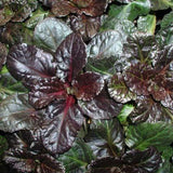 Closeup of Ajuga 'Black Scallop'