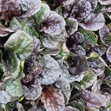 Closeup of Ajuga Black Scallop
