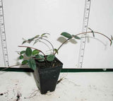 Asiatic jasmine - Trachelospermum asiaticum