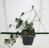 Asiatic jasmine in pint pots is the right choice for quick coverage