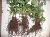Astilbe bare root