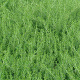 Juniperus conferta 'Blue Pacific' is salt-tolerant and drought-tolerant, making it ideal for coastal gardens