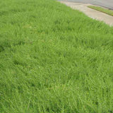 Juniperus conferta 'Blue Pacific' is a very effective ground cover solution for medium to large areas.