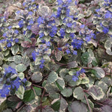 Ajuga reptans 'Burgundy Glow'