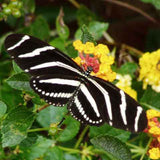 Lantana 'New Gold' with Zebra Heliconian butterfly