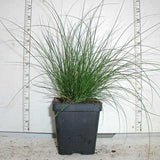 Carex appalachica - Appalachian Sedge in 3.5 inch pots