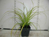 Carex 'Everillo' sedge