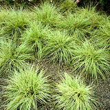 Carex 'Evergold'