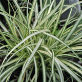 Carex 'Evergold'