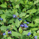 Hardy Plumbago - Ceratostigma