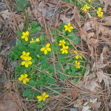 Chrysogonum virginianum photographed near Millen, GA