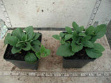 Golden Star Chrysogonum - 3.5 inch Pots (Minimum Quantity: 25 Plants)