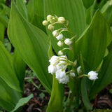 Lily-Of-The-Valley Bare Root Crowns (Minimum Quantity: 25 Crowns)