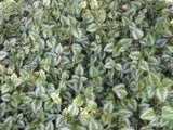 Lamiastrum 'Variegatum' - 3.5 inch Pots (Minimum Quantity: 25 Plants)