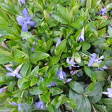 Vinca minor - Periwinkle