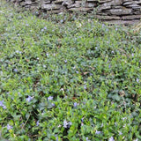 Vinca minor