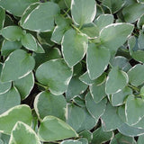 Vinca major 'Variegata'