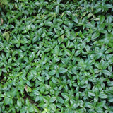 Vinca minor - Periwinkle ground cover