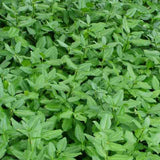 Euonymus fortunei 'Acutus' leaves are narrower than usual
