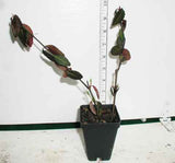 Euonymus fortunei 'Coloratus' in 2-1/2 inch pots combine economy and faster coverage