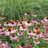 Echinacea 'Magnus'