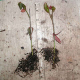 Euonymus 'Acutus' Bare Root Plants (Minimum Quantity: 50 Plants)