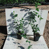 Euonymus samples in 2-1/2 inch pots