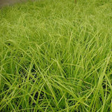 A dense cluster of green Carex 'Everillo' sedge foliage filling the frame.
