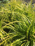 A dense cluster of green Carex 'Everillo' sedge foliage filling the frame.