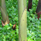 Ficus pumila - Creeping Fig in Rawlings Conservatory, Baltimore