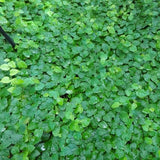 Ficus pumila - Creeping Fig