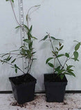 Gelsemium in 3-1/2 inch pots