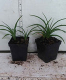 Hemerocallis Stella d Oro in 3-1/2 inch pots