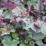 Heuchera micrantha 'Palace Purple'