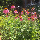 Echinacea purpurea
