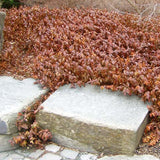 Hypericum - St. John's Wort winter color