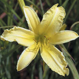 Hemerocallis 'Hyperion', Daylily