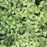 Vinca major 'Variegata' - 3.5 inch Pots (Minimum Quantity: 25 Plants)