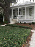 Asiatic Jasmine forms a dense mat of ground cover foliage